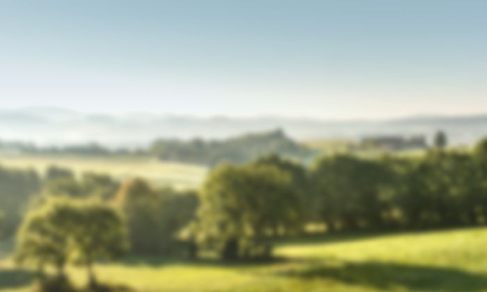 Paesaggio con foresta e prati