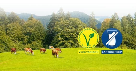 Mucche GOLDSTEIG su un prato verde con la foresta sullo sfondo. Etichettatura vegetariana e senza lattosio